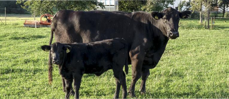 Angus Farma Lozice